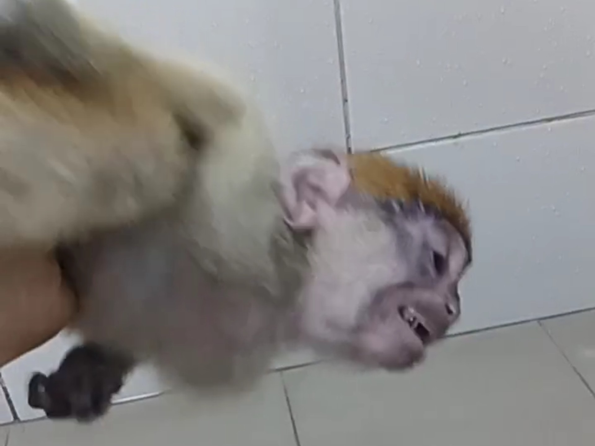 小猴子溺水了，主人帮它把水挤出来