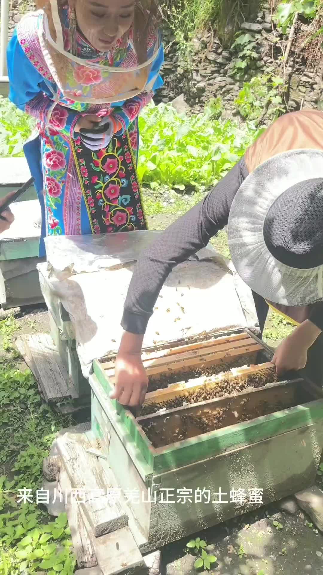 土特产走出大山土蜂蜜来自我们川西高原四川阿坝羌山正宗的土蜂蜜哔哩哔哩bilibili