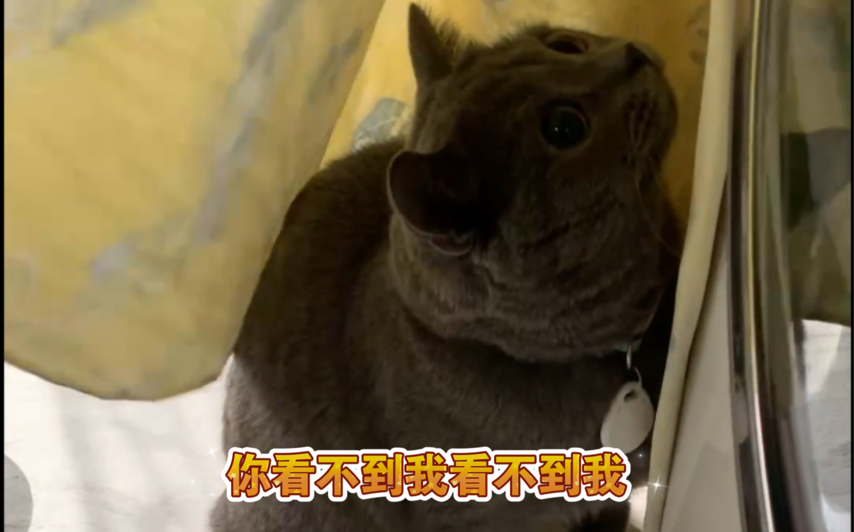 【蓝猫】热衷躲猫猫的桑代克哔哩哔哩bilibili