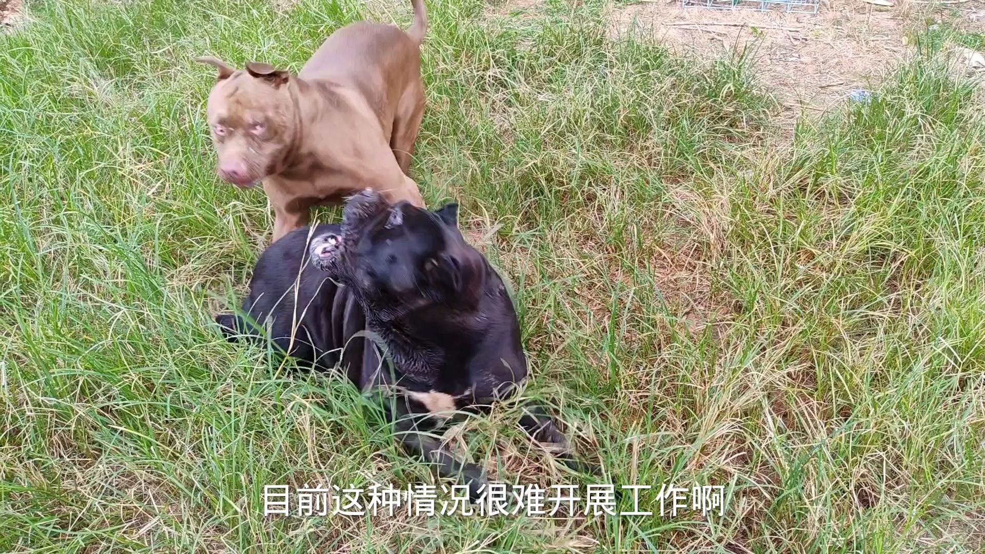 卡斯罗犬爱上巨型犬,比特犬横插一腿,能否成功