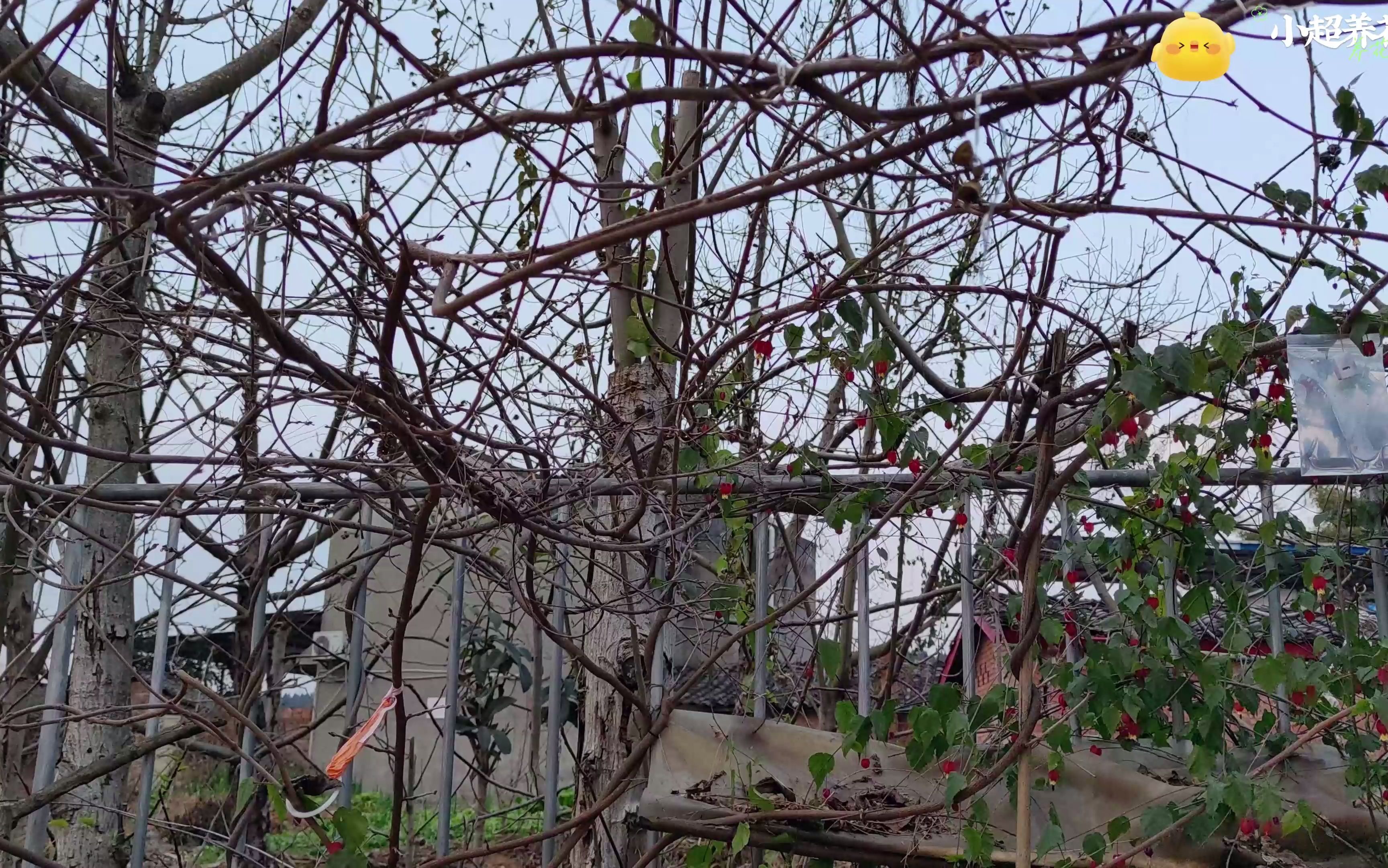 冬天掉光叶子的紫藤花,枝条尽显粗壮