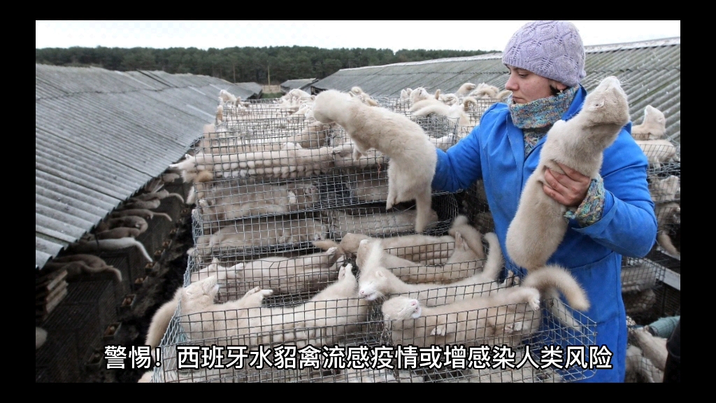 警惕!西班牙水貂禽流感疫情或增感染人类风险哔哩哔哩bilibili