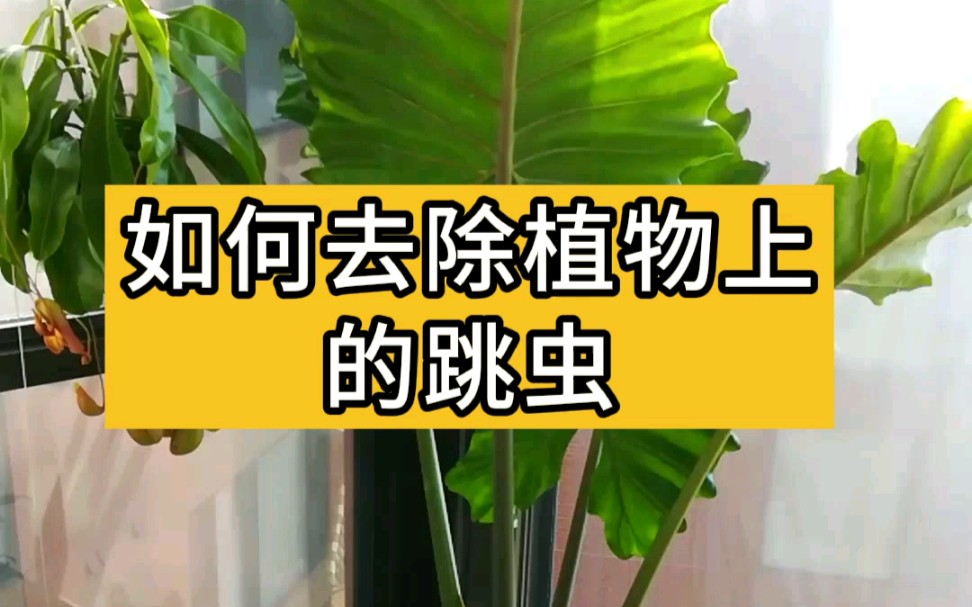 如何去除植物上的跳虫哔哩哔哩bilibili