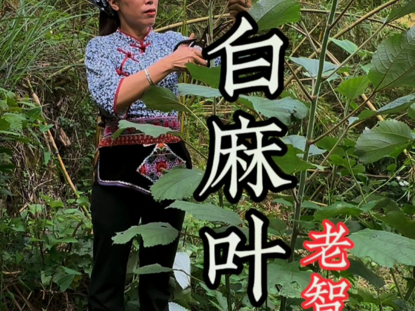 白麻叶妙用,邻居96岁老中医教的古方,你知道他的好吗?