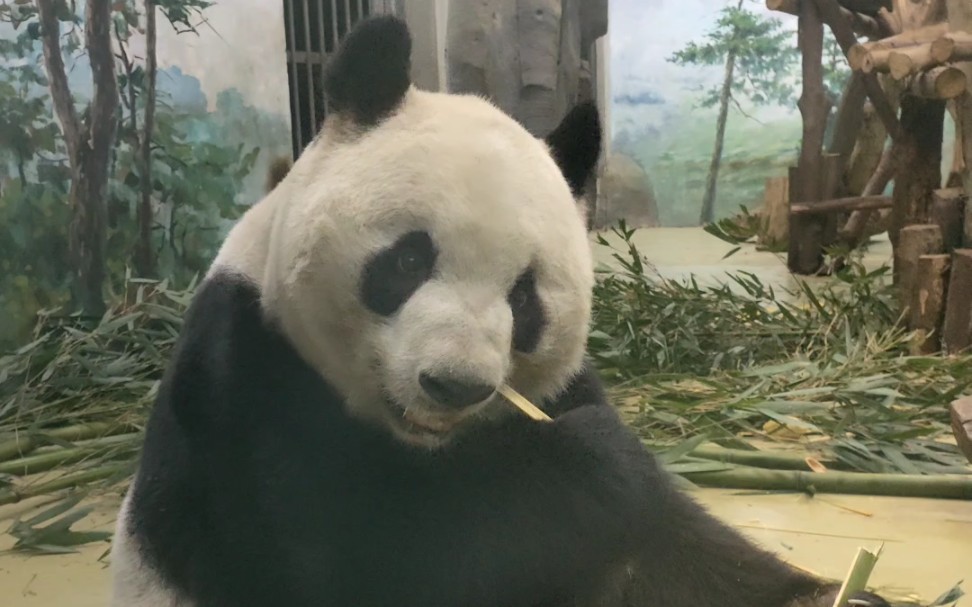 大熊猫迎迎球听到门响,着急吃窝头,啃两口竹子咩咩一阵.