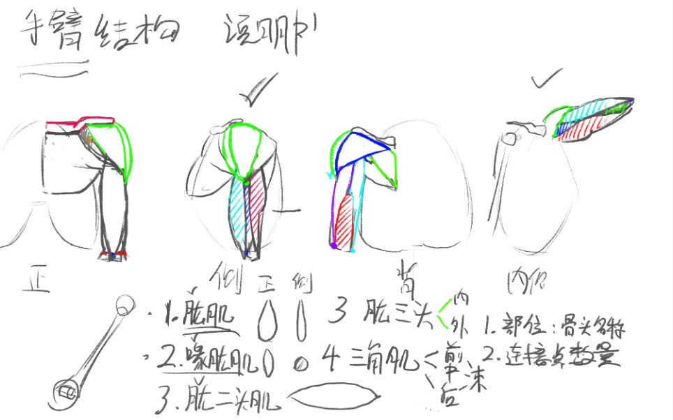 【干货】上臂骨骼与肌肉详解哔哩哔哩bilibili