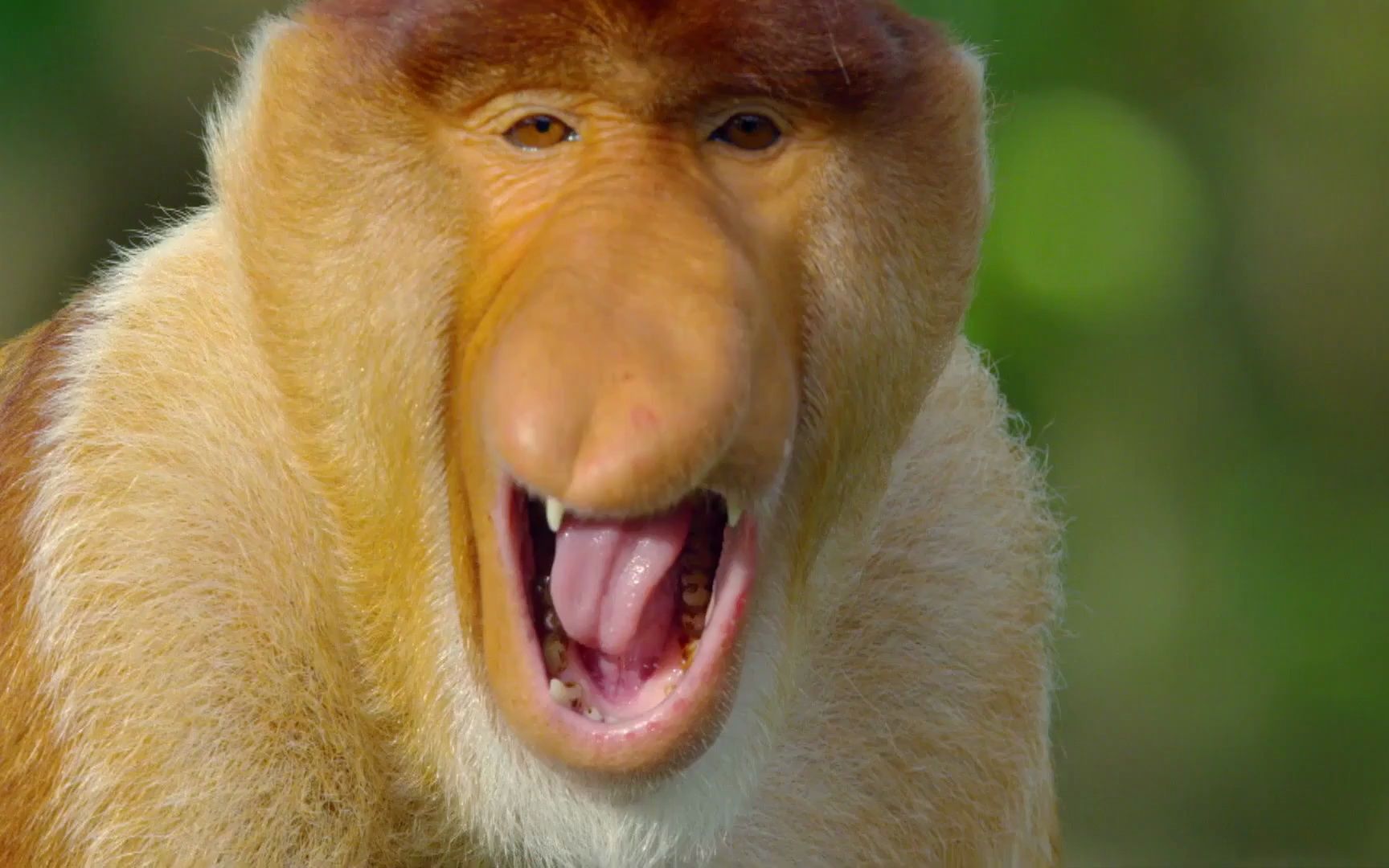 长鼻猴在红树林自由穿行!