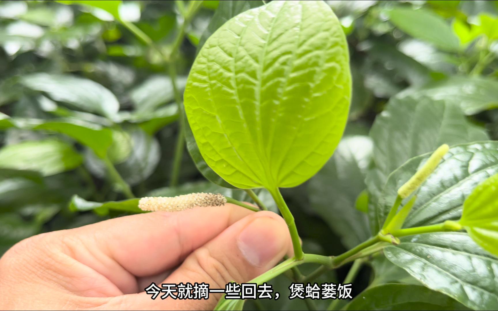 广东湛江农村常见的蛤蒌叶,天然自带香味,蛤蒌煲饭很香,认识吗哔哩哔哩bilibili