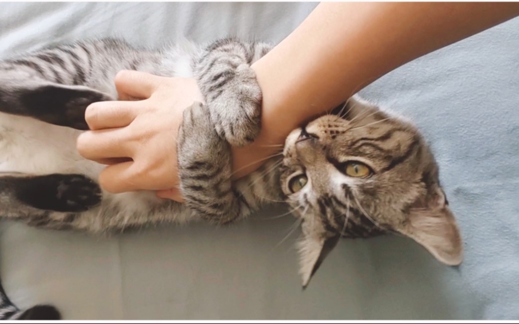 给猫咪挠痒痒,猫咪会怎么样