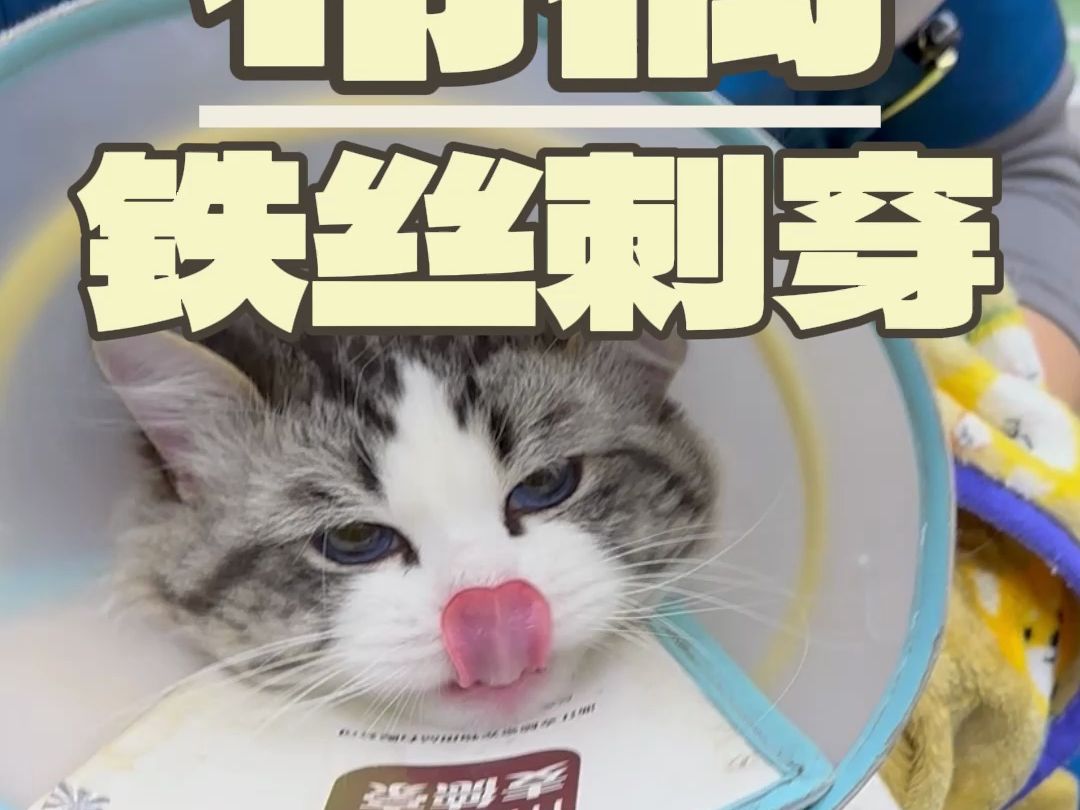 [图]可怜的猫咪身体被铁丝扎穿了，一问才知道是它自己干的？