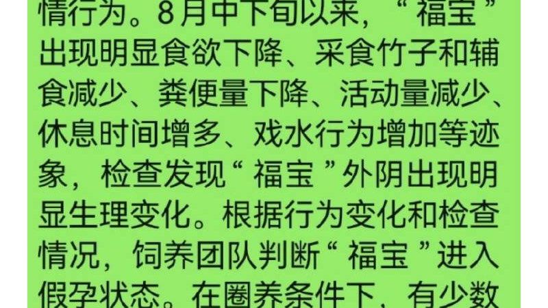 中心回应福宝假孕问题,经过饲养团队观察,已确认福宝进入假孕状态.哔哩哔哩bilibili