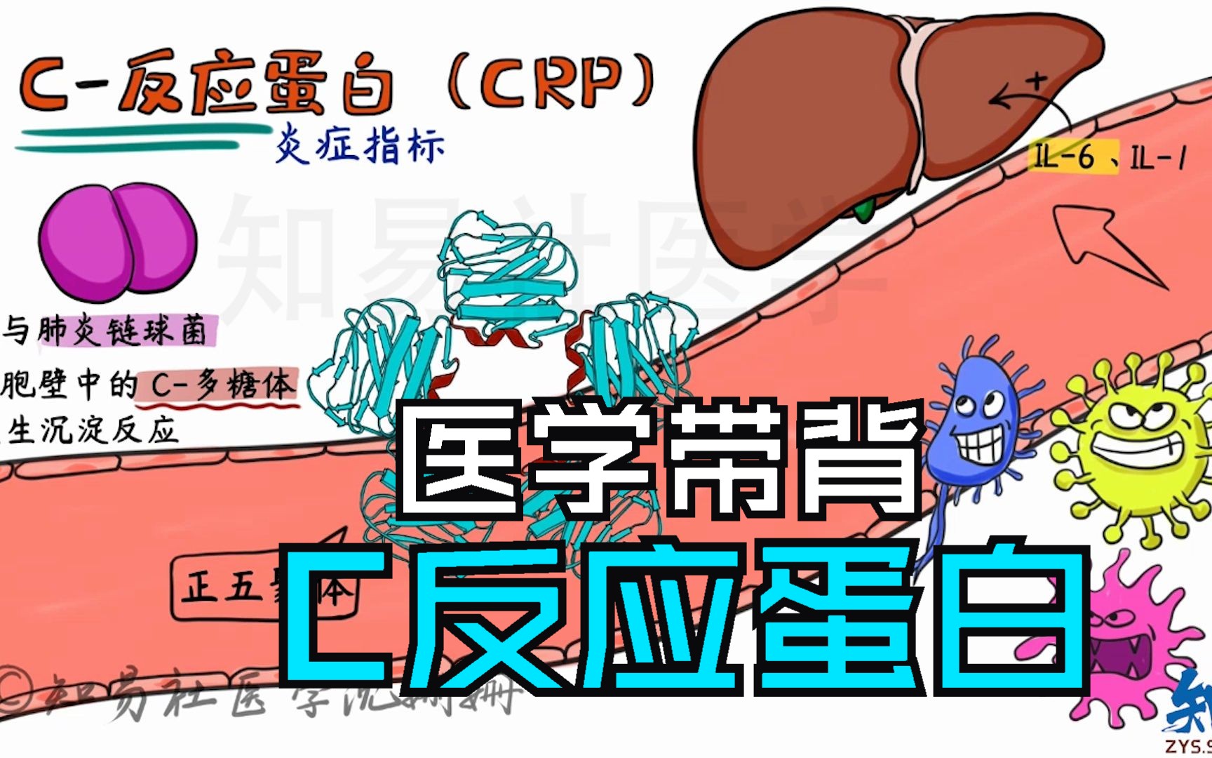 诊断学带背 炎症指标C反应蛋白哔哩哔哩bilibili