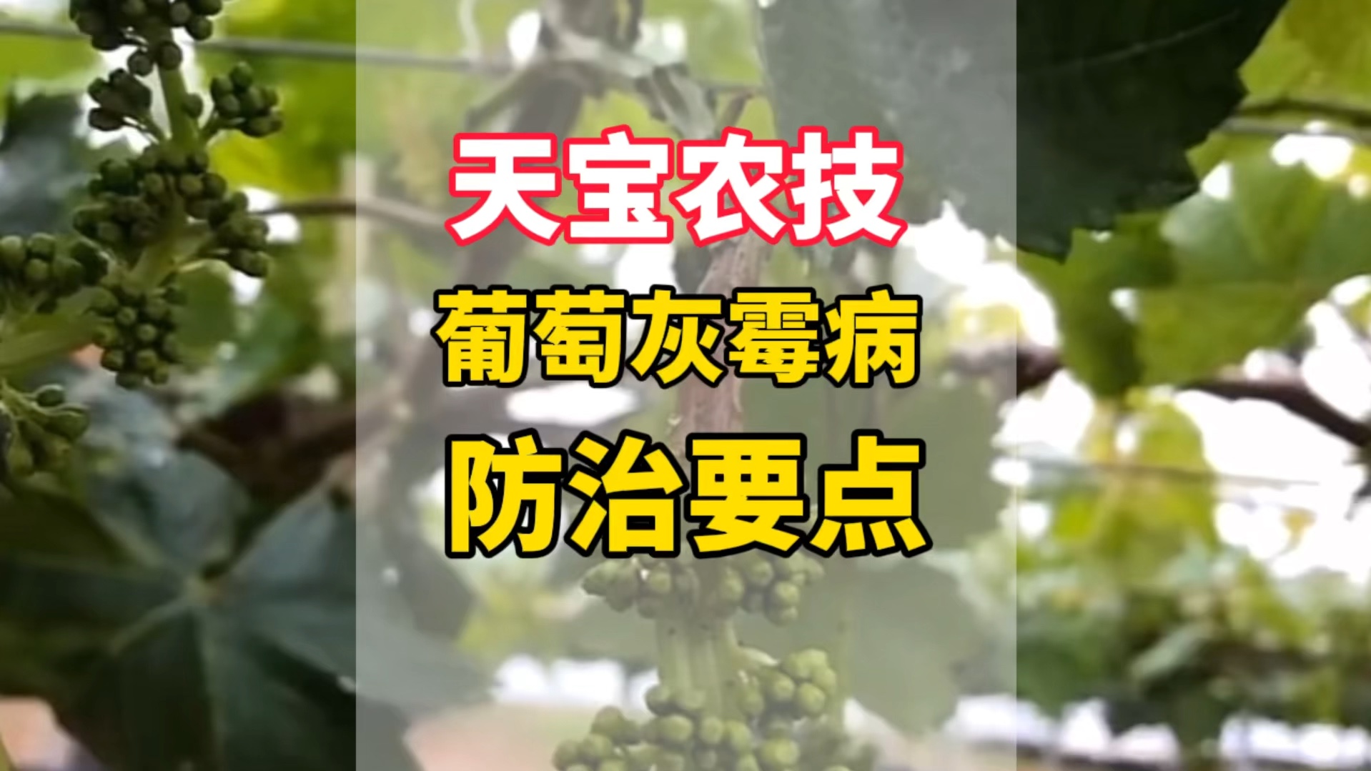 葡萄灰霉病防治要点!