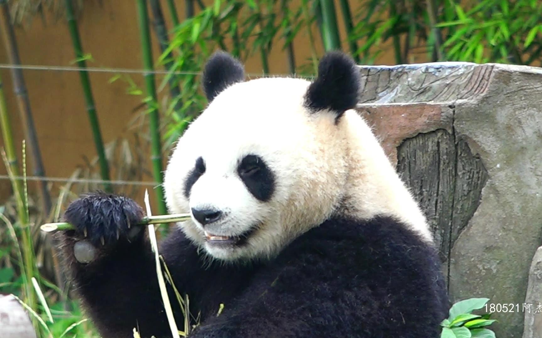 【大熊猫阿杰】睁眼睡觉 闭眼吃饭 全程没有焦点_哔哩哔哩 (゜-゜)つ