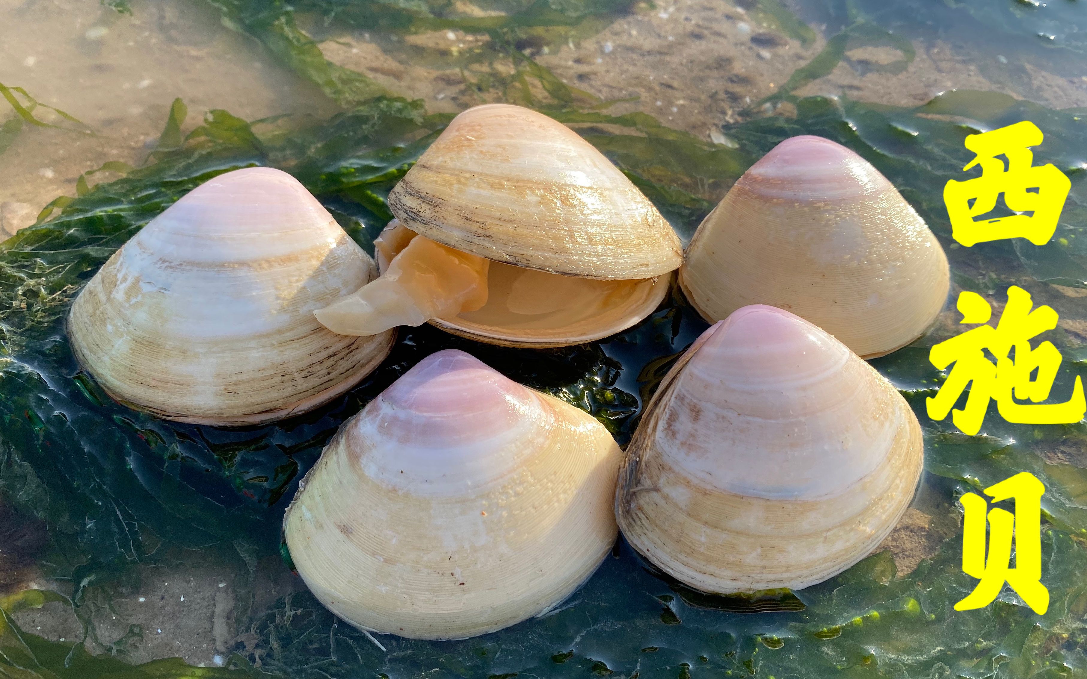 退潮后的海边,大洋赶海发现西施贝不规则的呼吸孔,放生八爪鱼卵_哔哩
