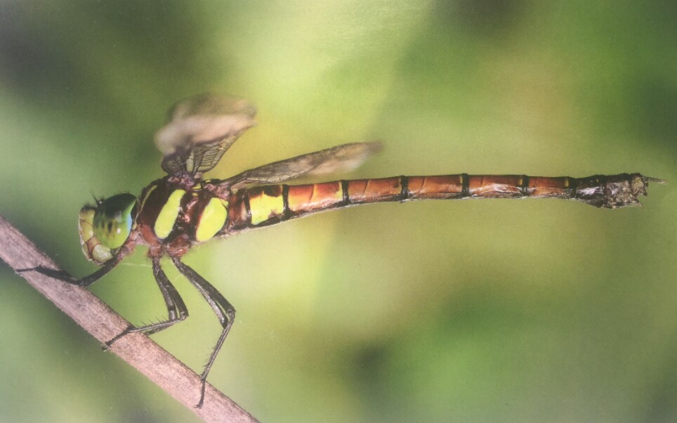 红褐多棘蜓雌性个体羽化