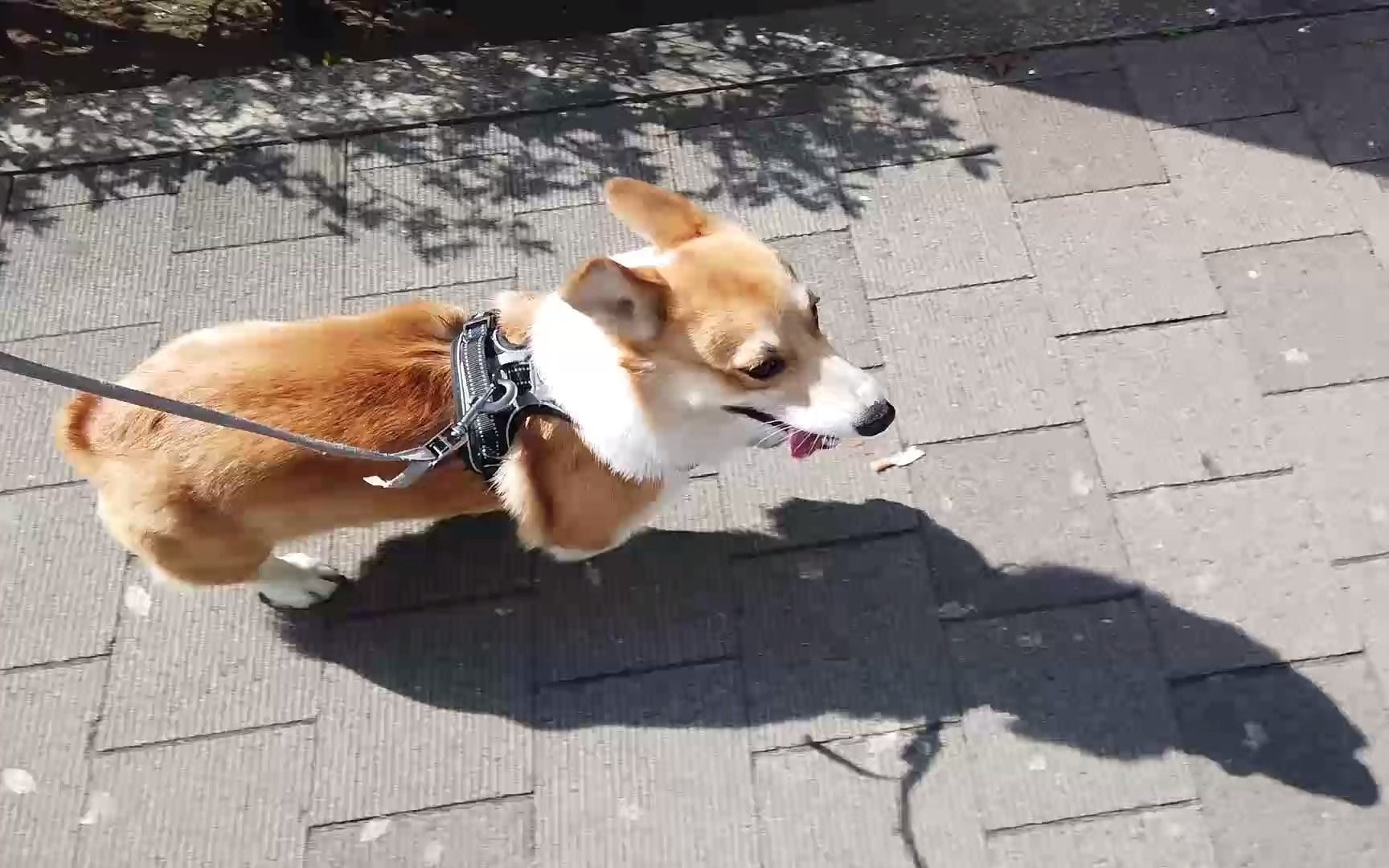 全速奔跑的柯基