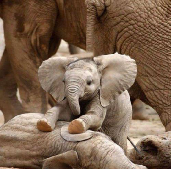 小象2_哔哩哔哩_bilibili