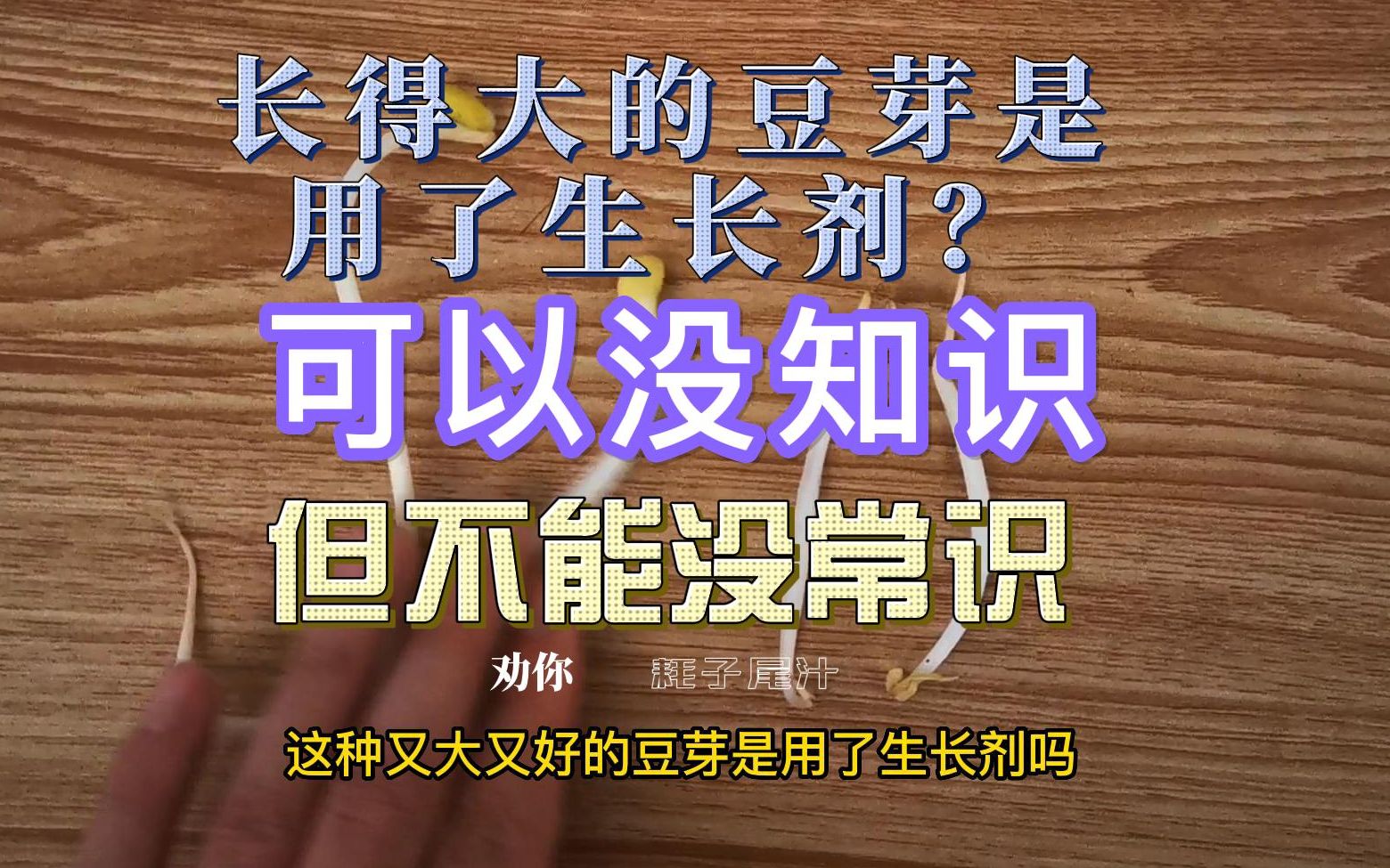 辛吉飞说又大又好的豆芽可能用了生长剂是真的吗?哔哩哔哩bilibili