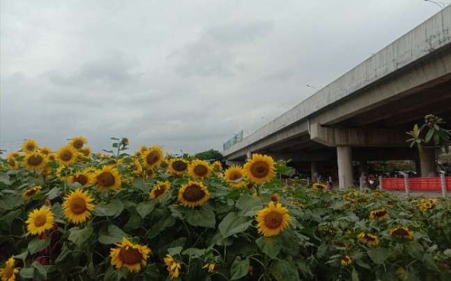 出行日记——东莞横沥向日葵园.