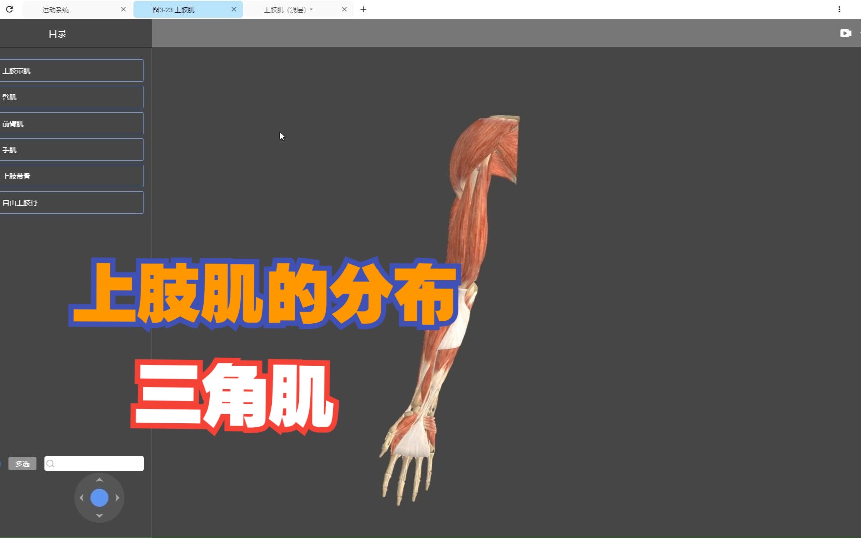 【医维度解剖app】上肢肌的分布和三角肌哔哩哔哩bilibili