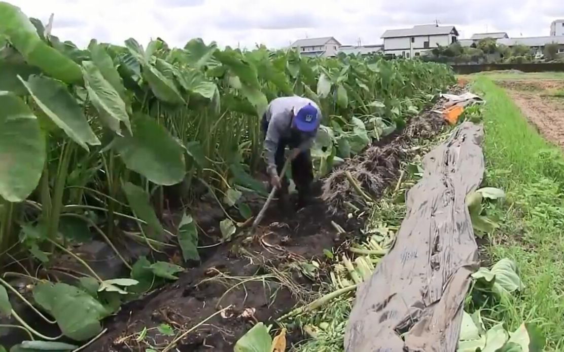 日本芋头种植和收获全过程怪不得日本的芋头那么便宜