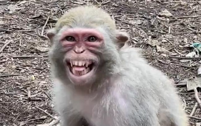 笑得灿烂如花的猴妈妈