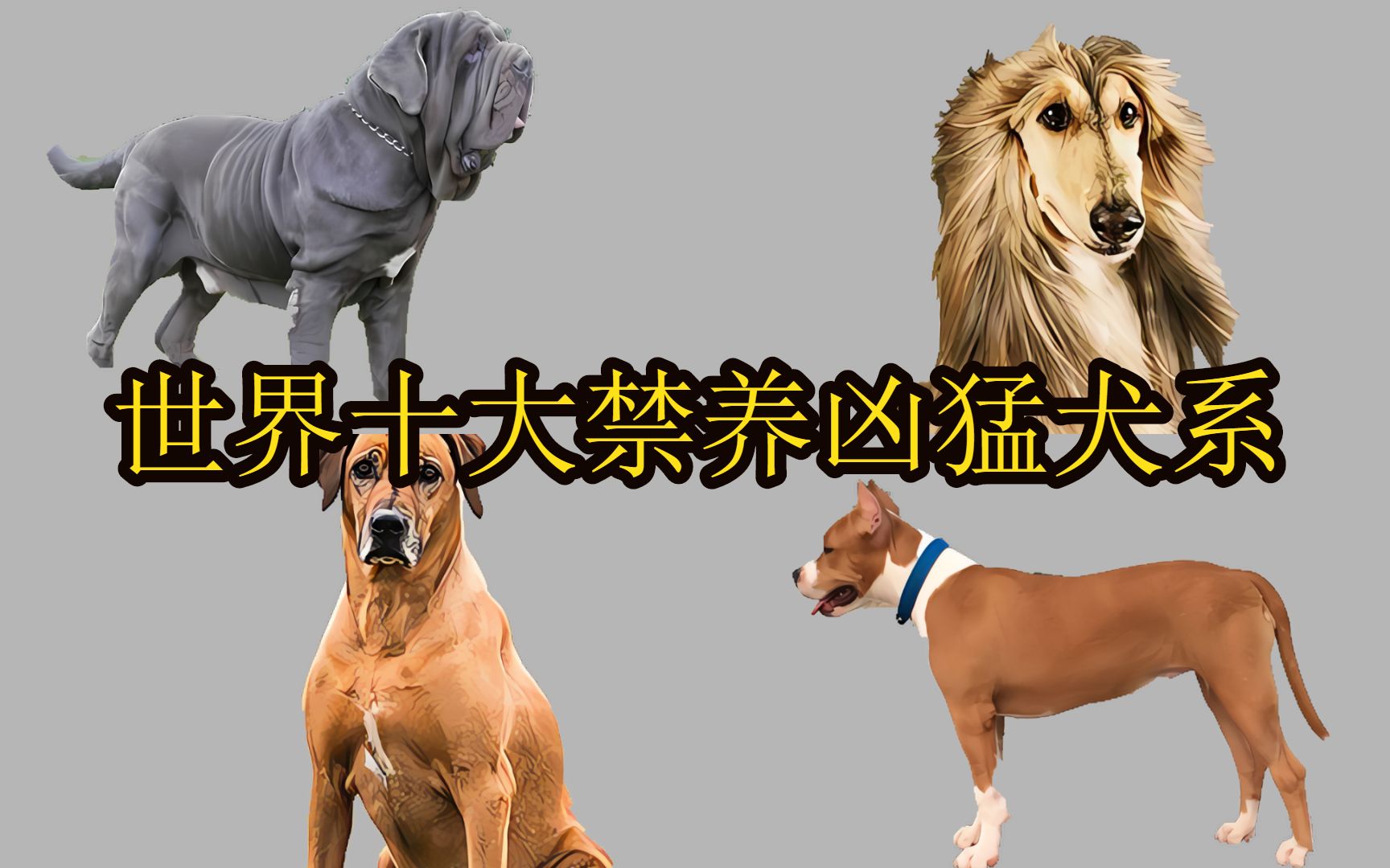 十大禁养猛犬排行榜哔哩哔哩bilibili