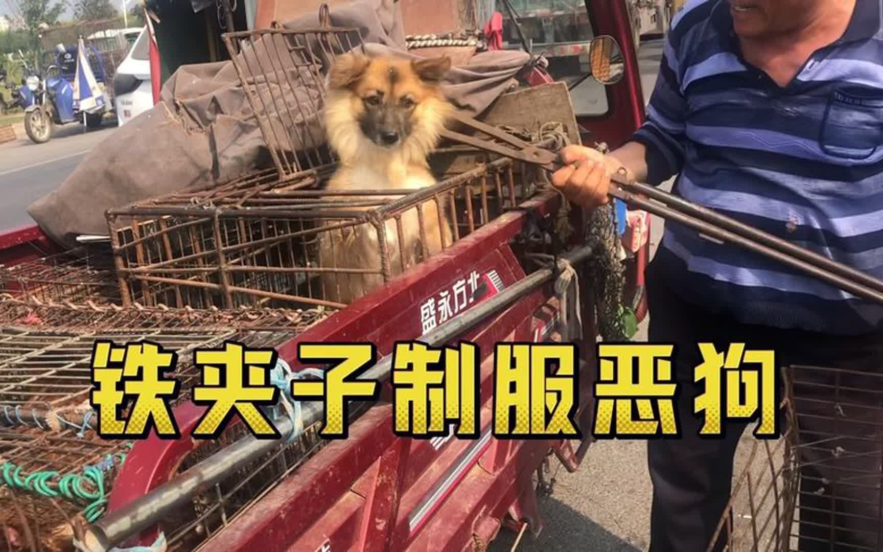 铁夹子夹恶狗图片