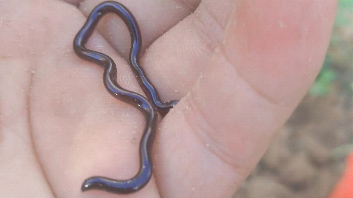 【世界上最小的蛇-盲蛇】 好吧挖不到地瓜挖到它们