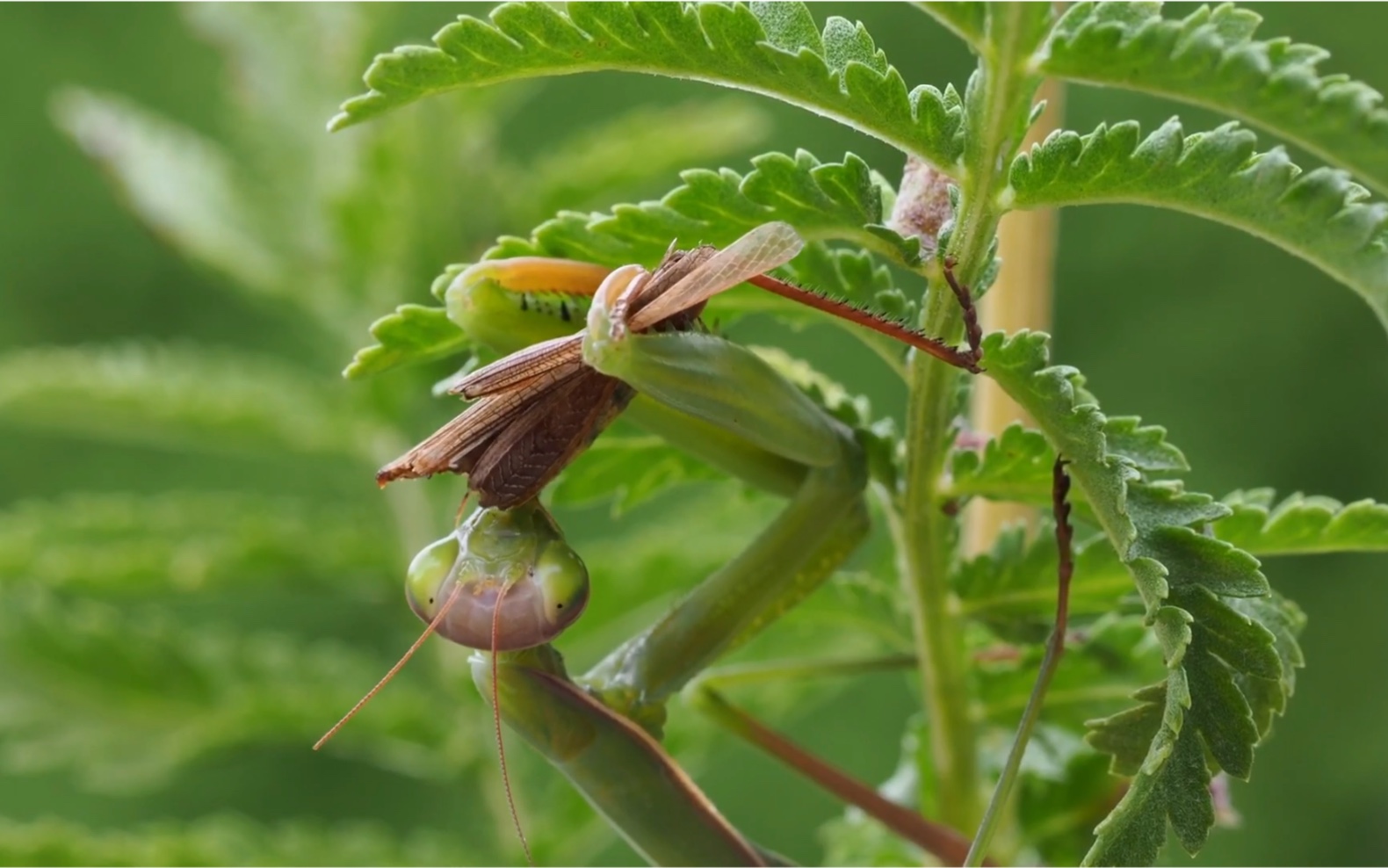 微距拍摄记录,螳螂吃蚱蜢的过程.