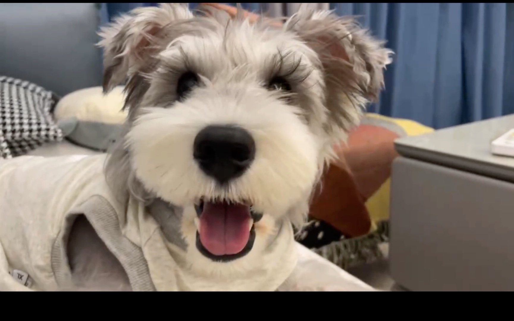 点进来看小狗抛媚眼