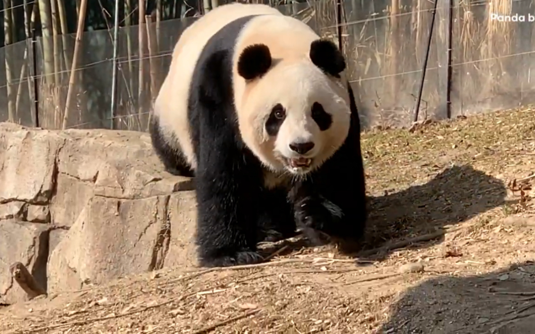 大熊猫华妮 春天来了 活动量剧增 230219
