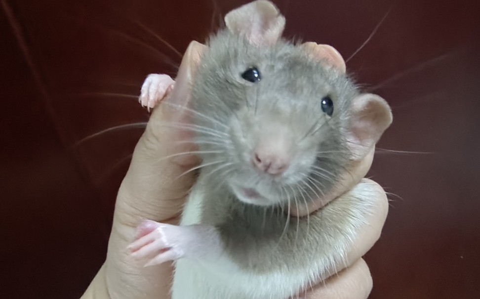 [图]花枝鼠姐姐有点挑食