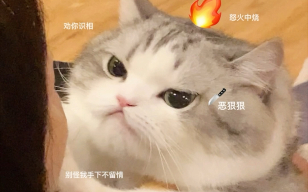 谁能躲得过那么可爱的表情包小猫!哔哩哔哩bilibili