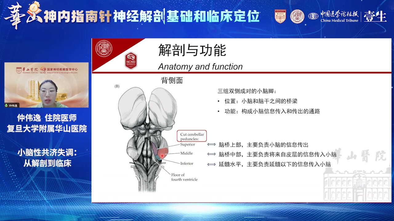 小脑性共济失调——从解剖到临床哔哩哔哩bilibili