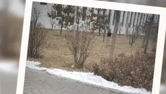 ʘᴗʘ科大残雪