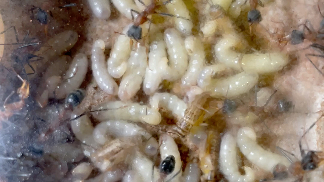 暗足牛蚁,出公主啦!