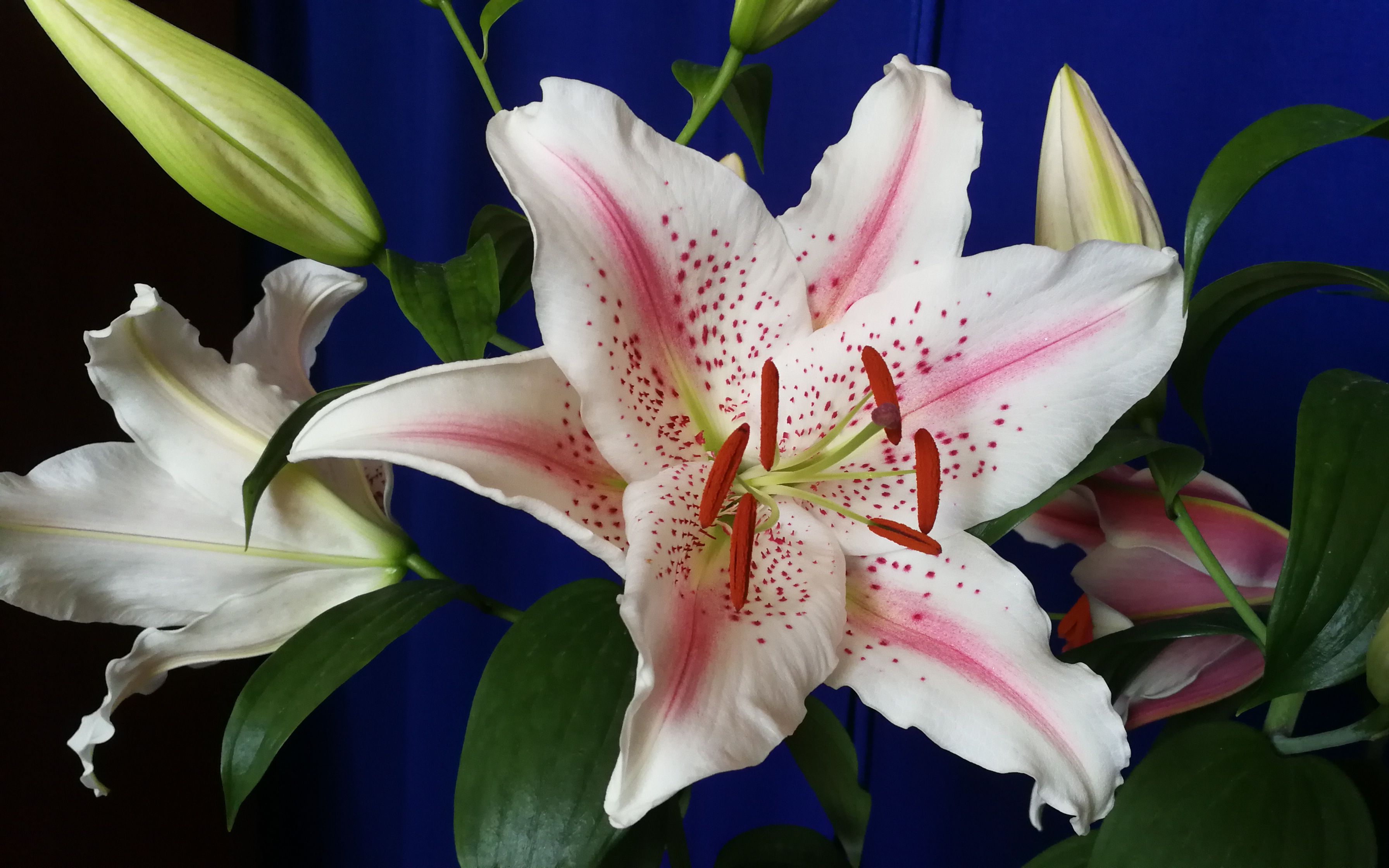 东方百合 - la rochelle / lovely day 手机竖屏版