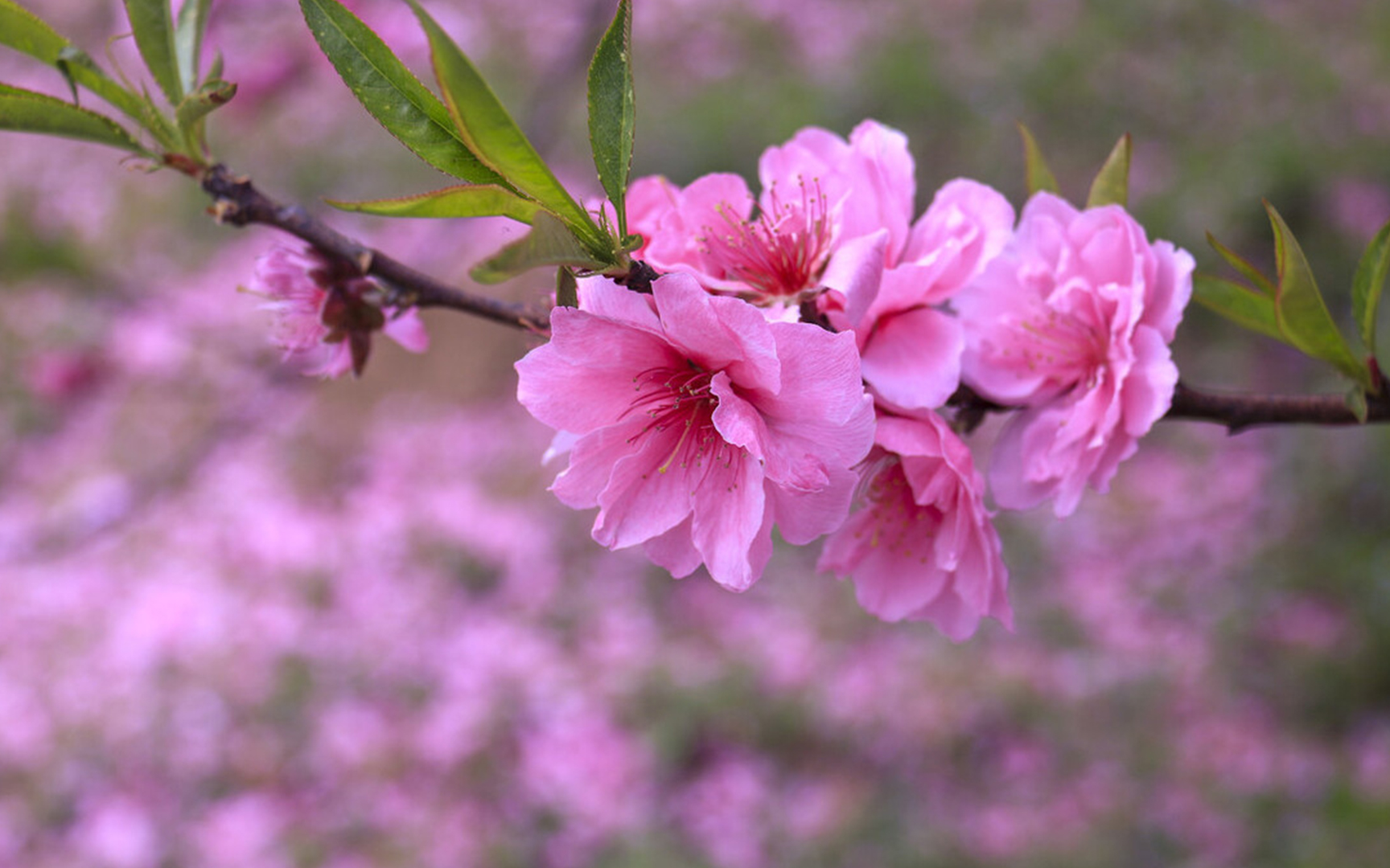 [图]早安音乐：《三月桃花雨》滋润心田