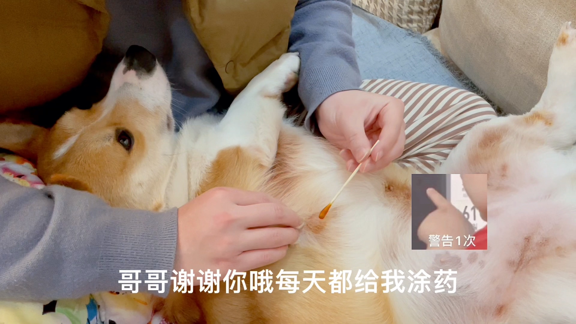 活动作品爸宝狗柯基舒服到翘jiojio的擦药