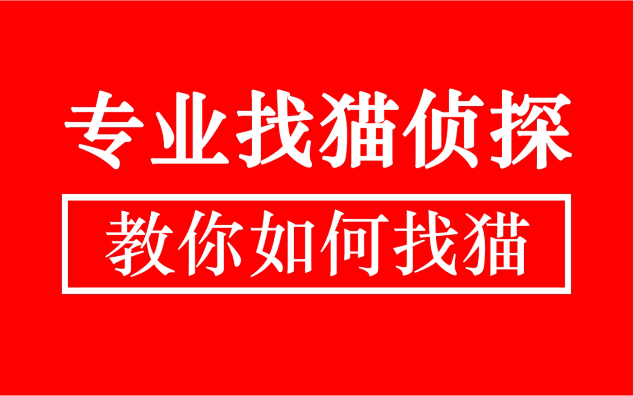 猫咪门口走丢的怎么找?找猫侦探教你如何找猫!哔哩哔哩bilibili