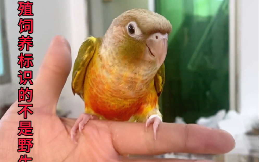 手养小太阳鹦鹉