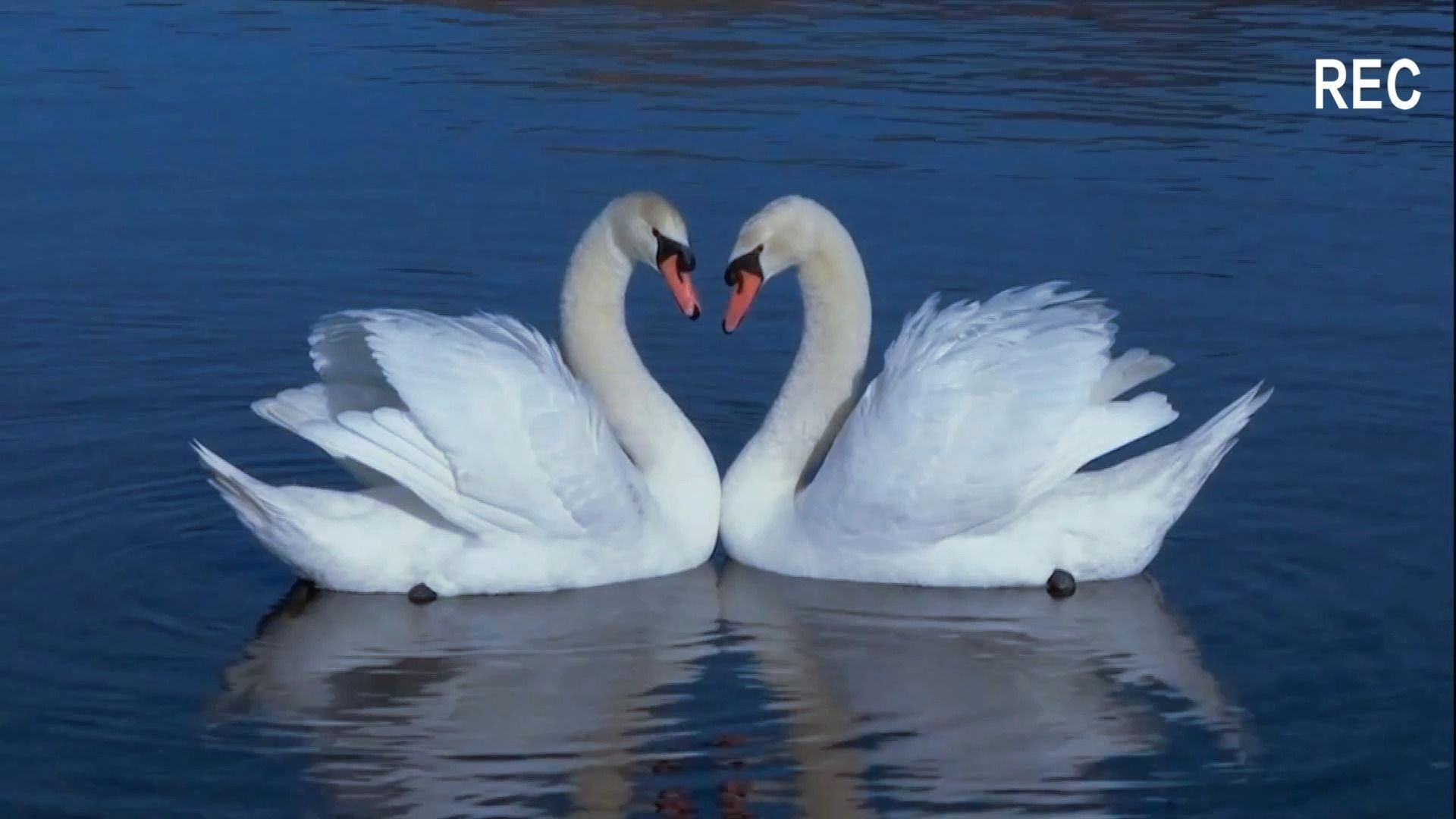 美到窒息的白天鹅,诠释了优雅永不过时