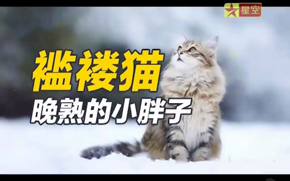 星空卫视 秒懂百科 硬核科普《褴褛猫》哔哩哔哩bilibili