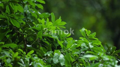 夏天小区下大雨4K唯美空镜,视频,实拍视频素材,凌晨两点素材网哔哩哔哩bilibili