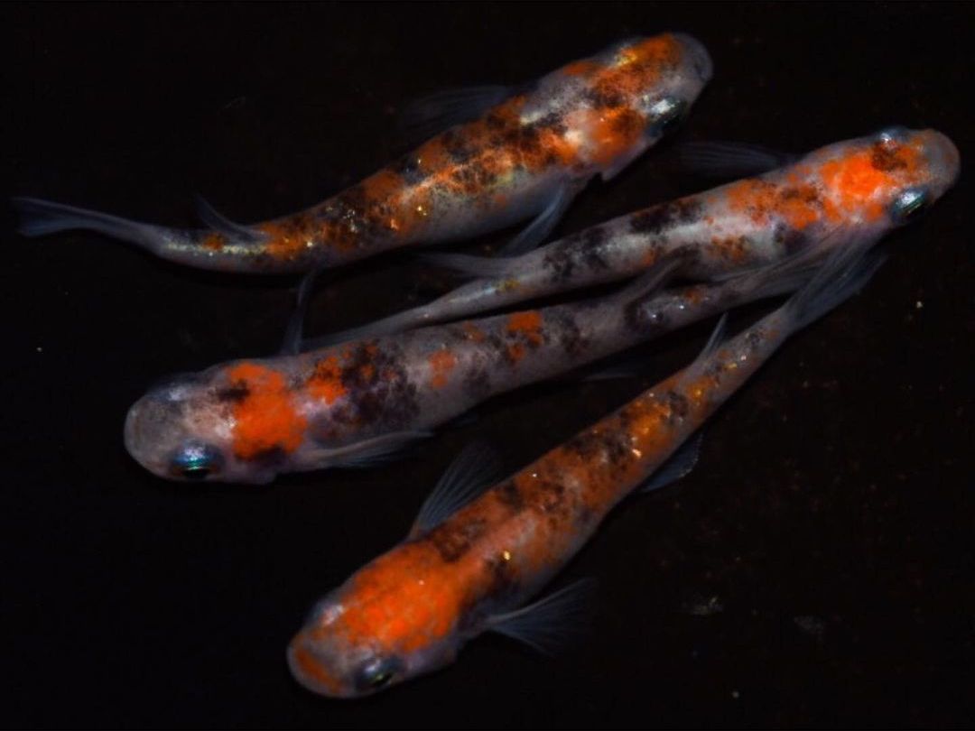 【日本青鳉视频搬运】青鳉鱼的采卵,针苗培养!简单饲养初学者!