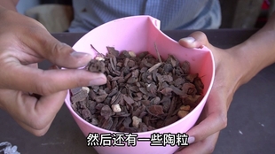 水苔种植兰花 第一次上盆该怎样浇水 哔哩哔哩 つロ干杯 Bilibili