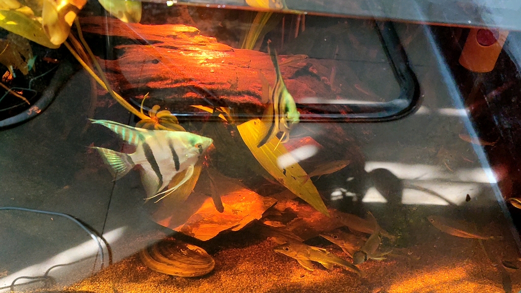 新加入两条巴西绿海豚