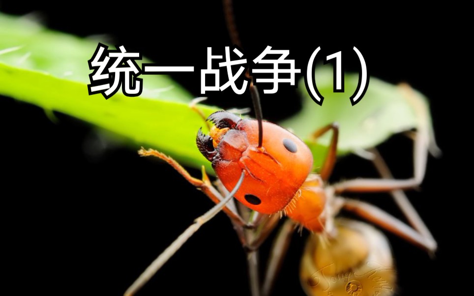 蚂蚁战争第三季第十集切断后路